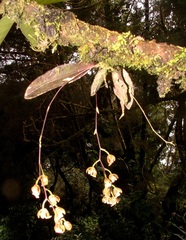 Leochilus leochilinus