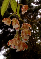 Leochilus leochilinus