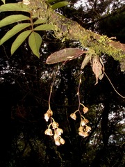 Leochilus leochilinus