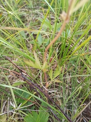 Geum macrophyllum perincisum