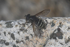 Sericomyia