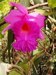 Sobralia macrantha