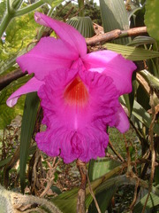 Sobralia macrantha