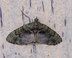 Chloroclystis conversa