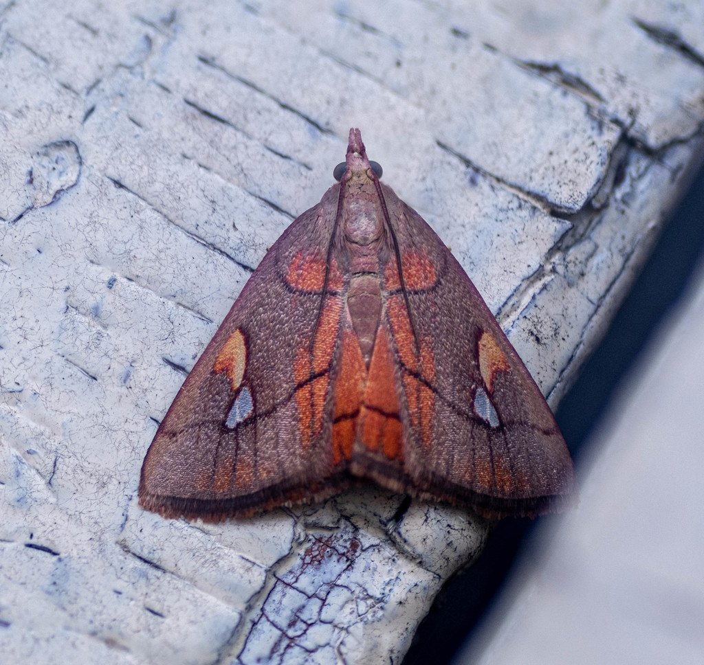 Orybina plangonalis