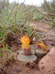 Lithops lesliei lesliei