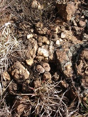 Lithops lesliei lesliei