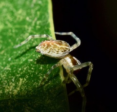 Dictynidae