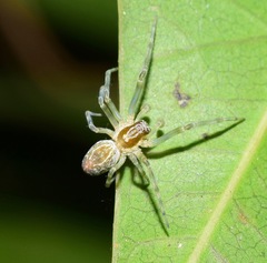 Dictynidae
