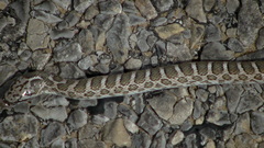 Arizona elegans elegans