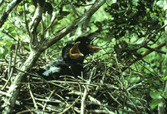 Mariana Crow photo 4
