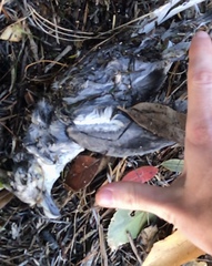 Pachyptila crassirostris