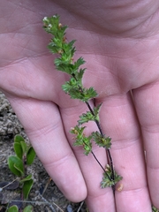Euphrasia subarctica