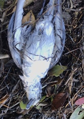 Pachyptila crassirostris