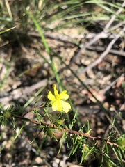 Hibbertia cistiflora