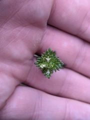 Euphrasia subarctica