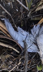 Pachyptila crassirostris