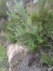 Psoralea floccosa
