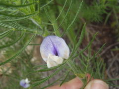 Psoralea floccosa