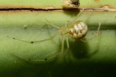 Theridiidae