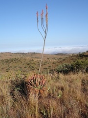Aloe pretoriensis