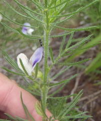 Psoralea floccosa