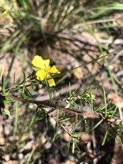 Hibbertia cistiflora