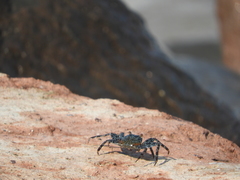 Grapsus grapsus