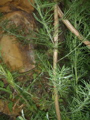 Psoralea floccosa