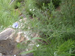 Psoralea floccosa