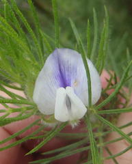 Psoralea floccosa