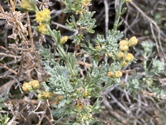 Artemisia rothrockii