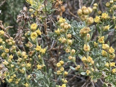 Artemisia rothrockii