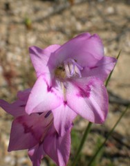 Gladiolus inflatus