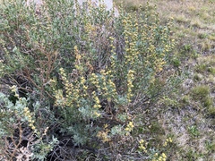 Artemisia rothrockii