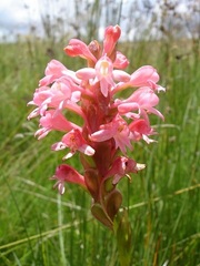 Satyrium hallackii ocellatum