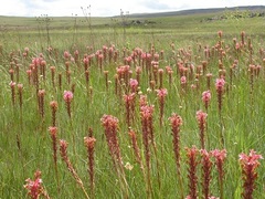 Satyrium hallackii ocellatum