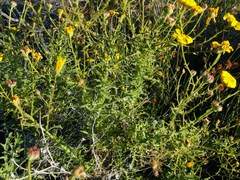 Osteospermum rigidum