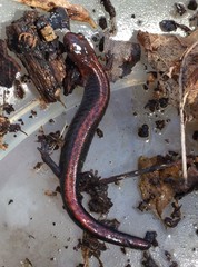 Plethodon dorsalis