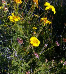 Osteospermum rigidum