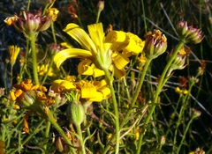 Osteospermum rigidum