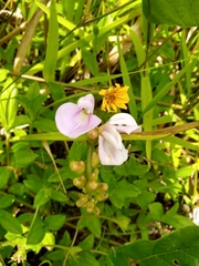 Canavalia cathartica