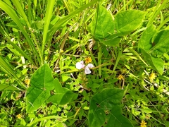 Canavalia cathartica