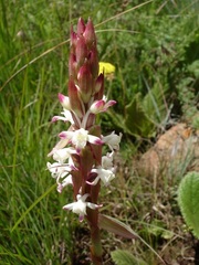 Satyrium longicauda longicauda