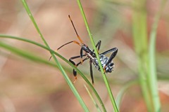 Acanthocephala thomasi