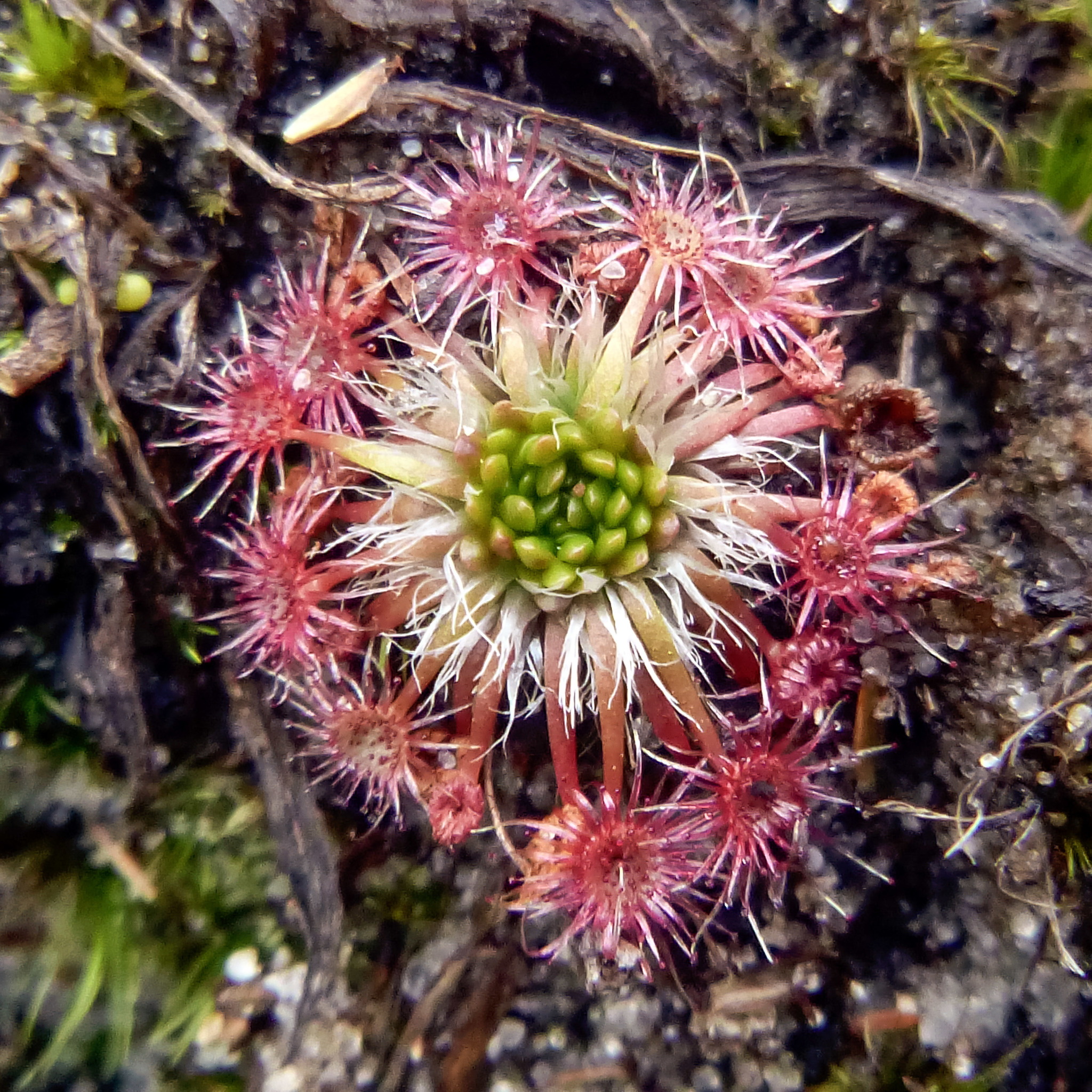 Drosera pygmaea DC.