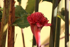 Etlingera elatior