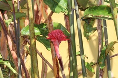 Etlingera elatior