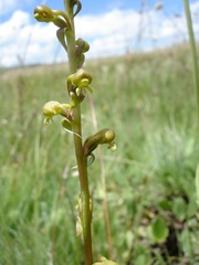 Satyrium parviflorum
