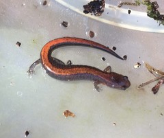Plethodon dorsalis